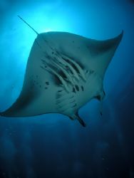 dancing at the clean station. Paradais island. Male atoll... by Cipriano Gonzalez 